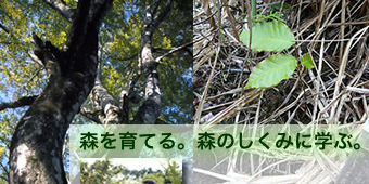 ブナの大木と実生の写真
