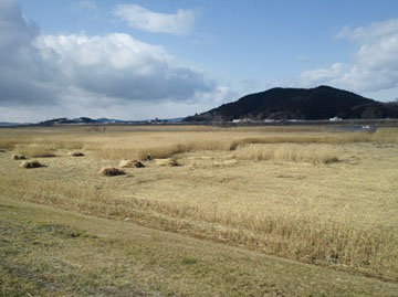 北上川河口のヨシ原